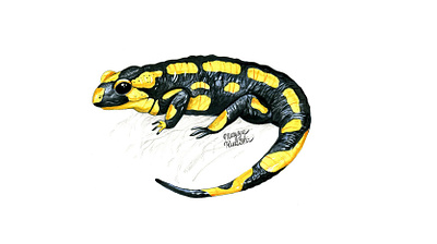 Fire salamander animal animal art illustration illustrator natural history salamander watercolor watercolour watercolour illustration