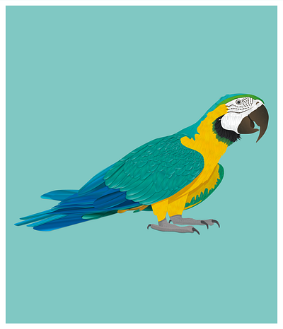 Parrot illustration adobe adobe illustrator ai animals art design graphic graphic design graphic design graphicdesign graphics illustraion illustration illustration art illustrations illustrator parrot vector vector art vector illustration