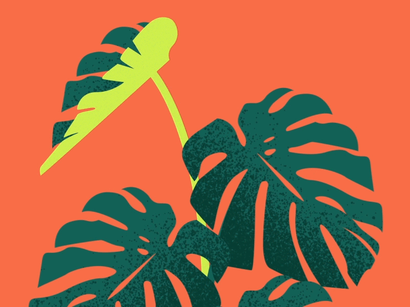 Monstera 2d 2d animation animation character design design illustration minimal monstera motion design motion graphics plants