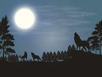 Walk on the Wild Side colour concept create design draw dribbble idea illustator vector wild