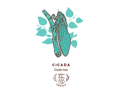 Cicada - Cicada orni anotheroutsider cicada cicada orni cismigiu educational georgian constantin georgianul illustration insect insects screenprint screenprinted totebagdesign