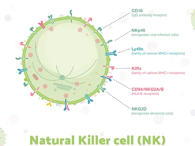 Week5 - NK Cell biology blood cell flat illustration illustration immunology sciart scicomm science vector