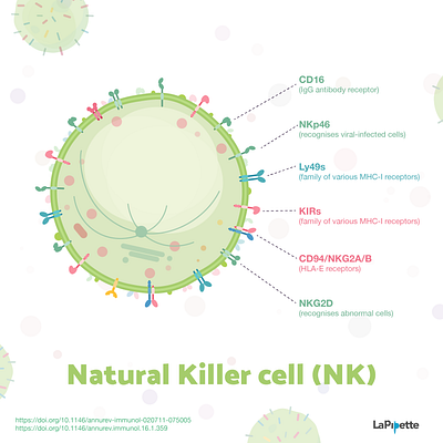 Week5 - NK Cell biology blood cell flat illustration illustration immunology sciart scicomm science vector