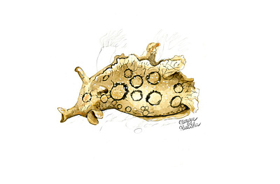Sea Hare animal animal art illustration illustrator natural history watercolor watercolour watercolour illustration