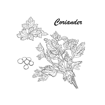 Black line coriander set cilantro design hand drawn illustration line natural organic spice vector