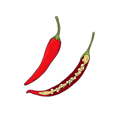 Thai chilies cuisine design food hand drawn illustration natural organic pepper spices spicy thai food vector