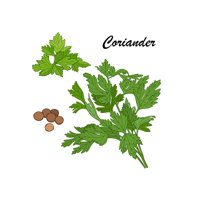 Coriander set cilantro cuisine design food hand drawn illustration natural organic spices vector