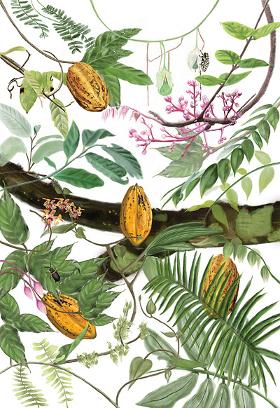 Wrap Paper illustration botanic cacao illustration nature art procreate