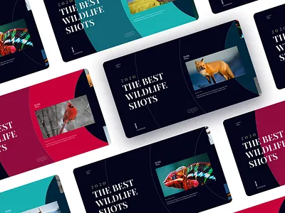Wildlife Shots Website animation app colors design photography typography ui design user experience user interface ux design visual design web webdesign website wildlife