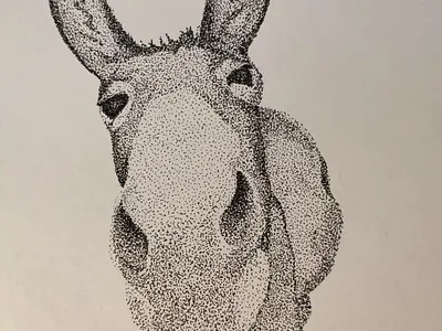 DonkeyDot animals donkey drawing illustration ink