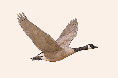 Canadian canada goose