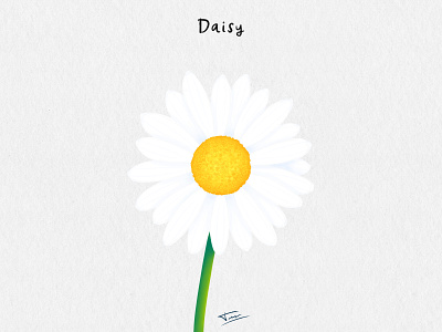 FLWRS - Daisy botanic daisy design flower illustration photoshop plants