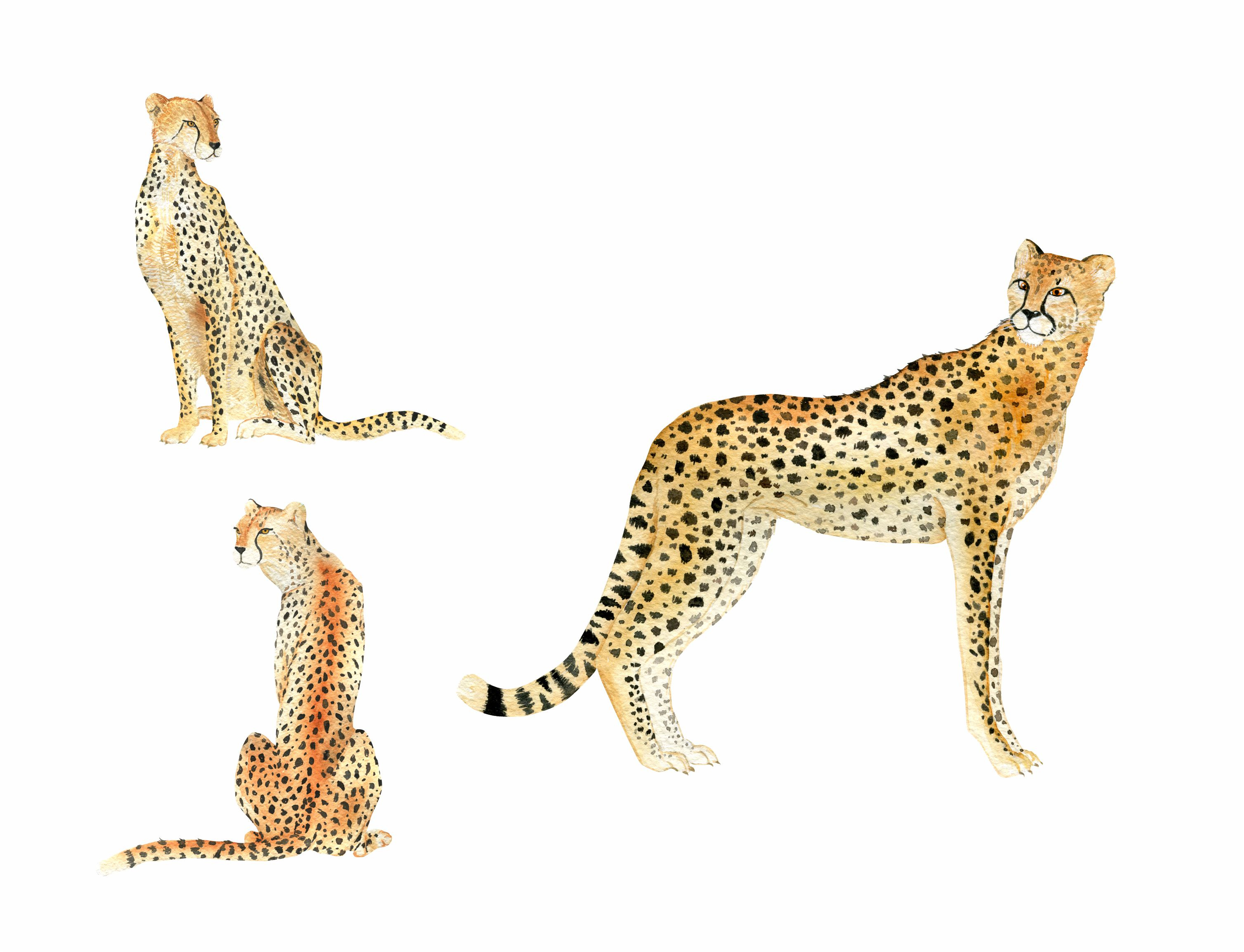 Example of Cheetah on watercolor