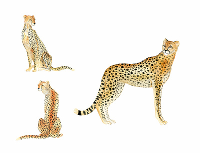 Cheetah on watercolor cheetah design fabric pattern hand drawn illustration painted pattern watercolor