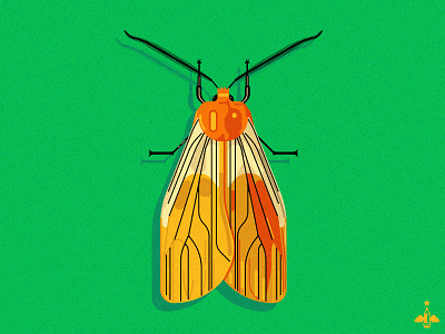 Daily Doodle Exercise - Moth adobe illustrator daily doodle daily drawing daily illustration daily vector digital illustration flat design graphic design lights moth night butterfly product design shadows vector vector art vector illustration