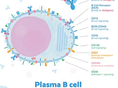 Week 6 - Plasma B Cells antibody biology blood cell flat illustration illustration immunology sciart scicomm science vaccine vector virus