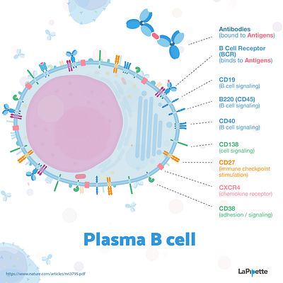 Week 6 - Plasma B Cells antibody biology blood cell flat illustration illustration immunology sciart scicomm science vaccine vector virus