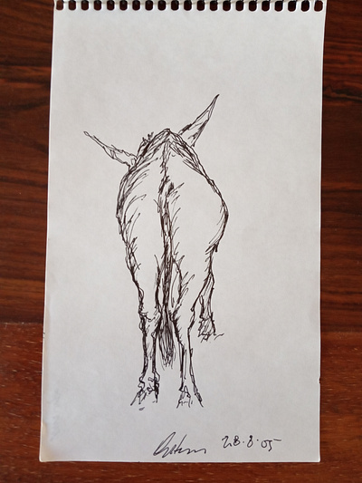 Aegean donkey (as seen in a field on Amorgos, Cyclades, Greece) animal donkey drawing sketch