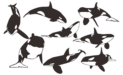 Orca Whale Vector animal animal art animal illustration animals black design fish illustration inspiration line art orca sea vector whale