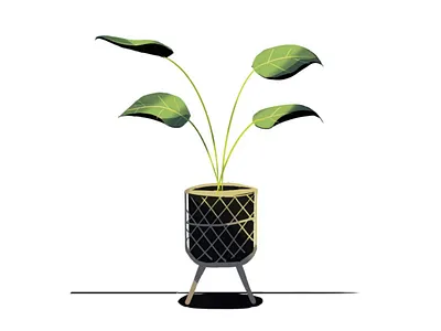 First house plant basket decor elephant ear home house indoor plant leaf leaves nature plant