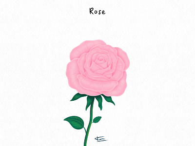 FLWRS - Rose botanic design flowers illustration photoshop plants rose