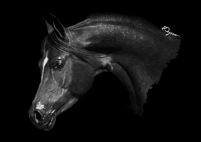Horse black and white crosshatching digital sketch digitalart horse vectorart