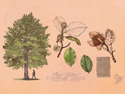 Botanical illustration BEECH of EUROPe bark beech botanical flower fruit illustration leaf naturalistic tree