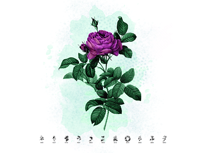 11 Retro Roses Photoshop Brushes flowers free brushes freebie photoshop photoshop brushes retro roses vintage