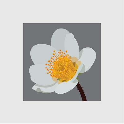 9 Mountain Avens design flat flower flower illustration illustration illustrator vector