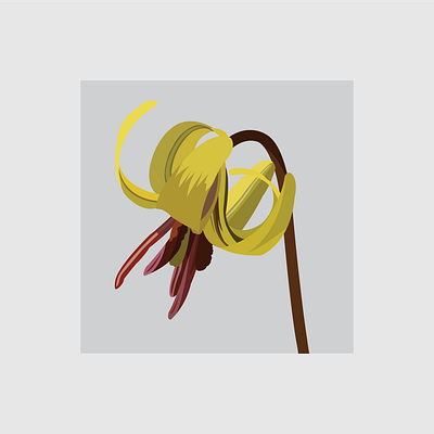 10 Trout lily design flat flower flower illustration illustration illustrator vector