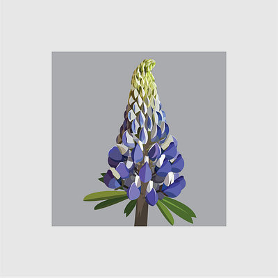 11 Lupin design flat flower flower illustration illustration illustrator vector