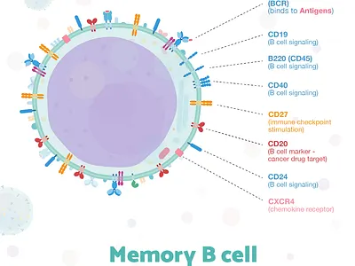 Week7 - Memory B cells biology blood cell flat illustration illustration immunology sciart scicomm science vaccines vector