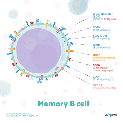 Week7 - Memory B cells biology blood cell flat illustration illustration immunology sciart scicomm science vaccines vector