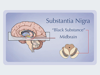 Parkinsons' Disease Substantia Nigra 2d 2d animation 2d art 2danimation adobe aftereffects biology cross section illustrator infographics inforgraphic informational informational graphic informative line art midbrain photoshop scientific illustration wacom tablet