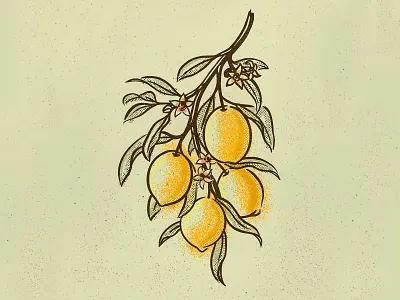 Lemonada bloom blossom branch citrus flower foliage fruit hand drawn illustration leaves lemon lemons nature sketch spring vintage
