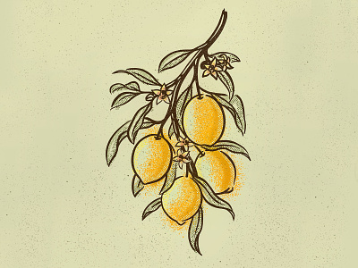 Lemonada bloom blossom branch citrus flower foliage fruit hand-drawn illustration leaves lemon lemons nature sketch spring vintage
