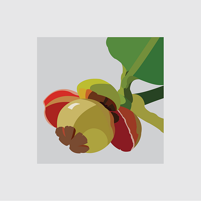 12 Mangosteen Flower design flat flower flower illustration illustration illustrator vector