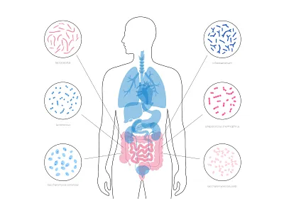 Probiotics bacteria bacterium bifidobacteria biology colon flat illustration intestine lactobacillus minimal probiotic vector