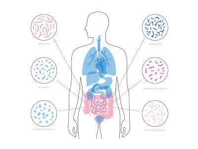 Probiotics bacteria bacterium bifidobacteria biology colon flat illustration intestine lactobacillus minimal probiotic vector