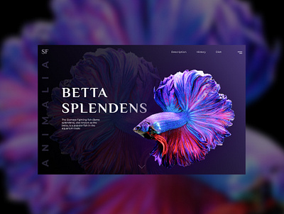 The first screen/ Betta splendens design ui uidesign uiinspiration ux web webdesign website website design