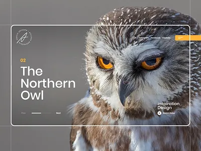 The Northern Owl animals concept inspiration design interaction interface landing owl trend uiux webdesign webpage website