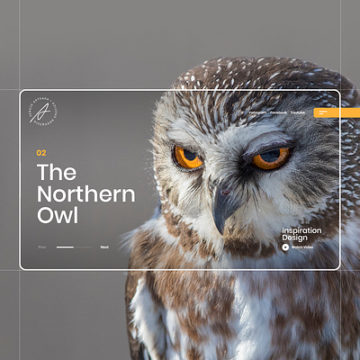 The Northern Owl animals concept inspiration design interaction interface landing owl trend uiux webdesign webpage website