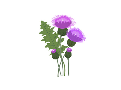 Pretty Weeds - Thistle bold bold color botanical botanical illustration colour flat illustration floral floral illustration flowers hand drawn illustration leaves nature outdoors plant pretty purple thistle vector weeds