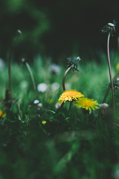 Flowering Meadow Dandelion cc0 download flower free free for commercial use freebie freephoto freestock public domain stockphoto