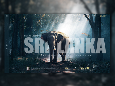 Concept pages SRILANKA 1 design ui ux web website