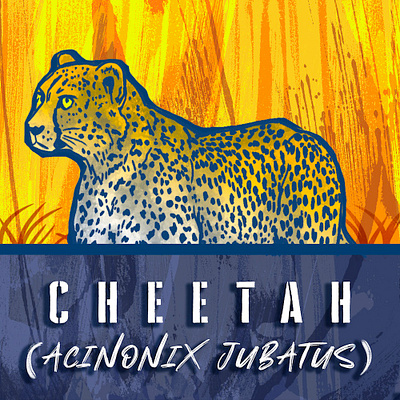Cheetah (Acinonix Jubatus) ad agency adobe photoshop animal branding design graphic illustration typogaphy wildlife art