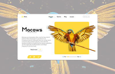 Discovery Wild Birds Website concept birds colorful creativity daily ui design endangeredspecies figmadesign macaw pets photoshop rescue typography ui ux website wildlife