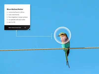 VR App Design - Bird Watching 100daysofui adobexd birdwatching dailyui design ui virtualreality vr