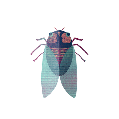 Cicada