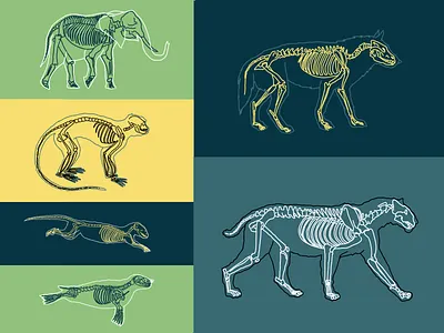 O Livro da Selva - Ilustrações animals animals illustrated book book illustration illustrator jungle jungle book mogli mowgli selva